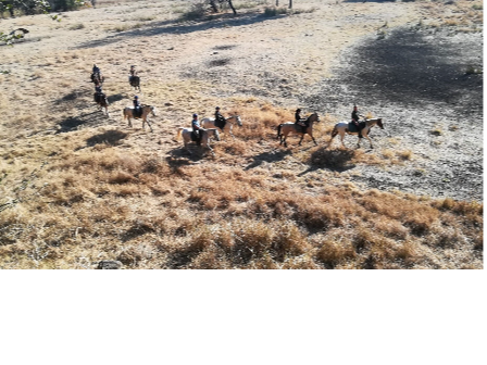 Horse and Hippo Safari